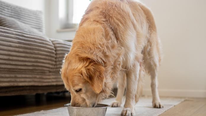 Veterináři varují před krmením pro mazlíčky. Ve zvěřině našli olovo