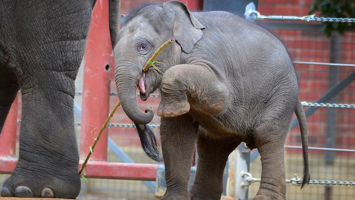 Tragédie v ZOO: Slůně (1) se zabilo během hry s pneumatikou, jeho oblíbenou hračkou!