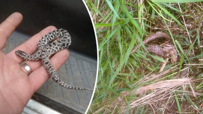 Jedovatý had vyděsil obyvatele Tachovska. Uštkl majitele a zmizel