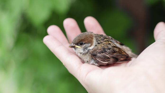Brněnská zoo ruší záchrannou stanici. Nemáme na to peníze, přiznává
