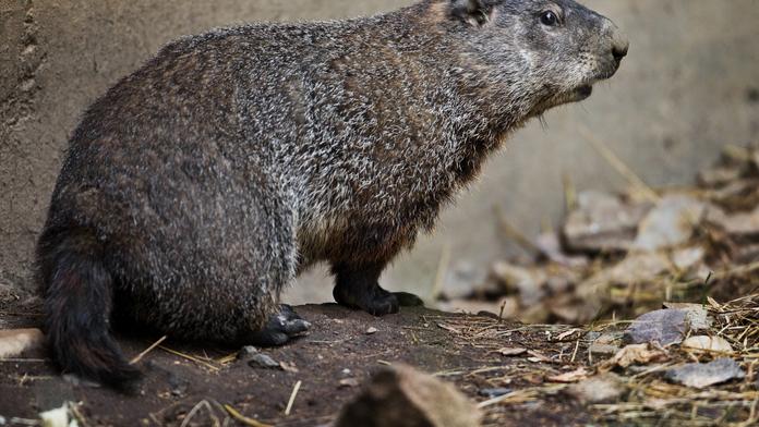 Svišti v pražské zoo začali šmejdit výběhem, věští tak příchod jara!