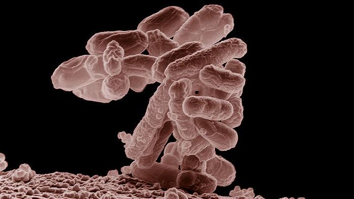 HYGIENIK RADÍ: Jak se bránit nebezpečné bakterii E.coli