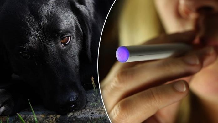 Pes umřel na otravu nikotinem! Zavinila to páníčkova elektronická cigareta!