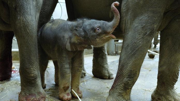 Smutné zprávy z pražské zoo: Nejmladší slůně Amalee zabil herpes virus