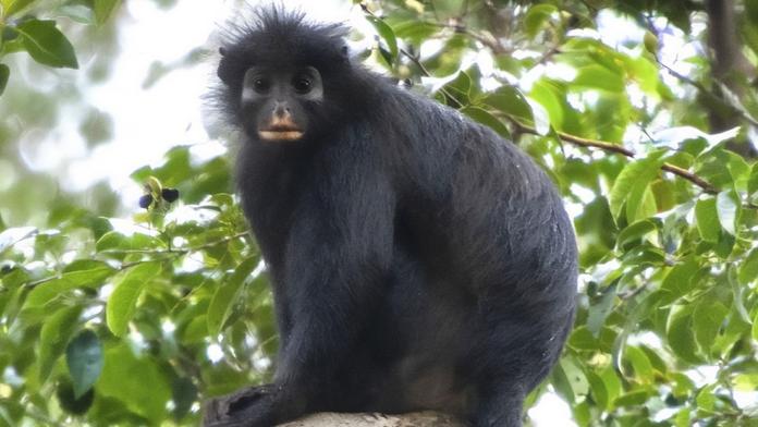 Nový druh opice Colobus congoensis