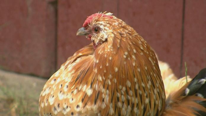 Riziko ptačí chřipky na podzim stoupá. Hlídejte drůbež, hlásí veterina