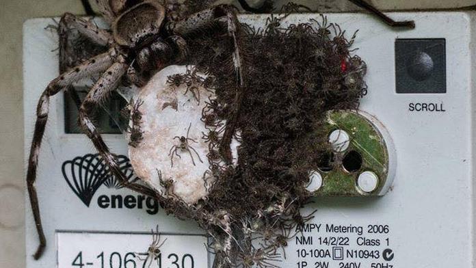 Šli zkontrolovat elektroměr. Když ho otevřeli, vyděsili se k smrti