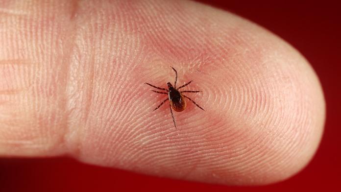 Aktivita klíšťat je extremní! Kromě encefalitidy přenáší i další nemoci
