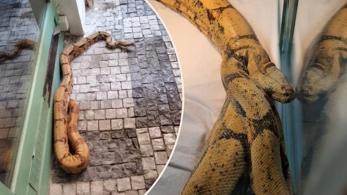 Dvoumetrový hroznýš se plazil Prahou. Kolemjdoucí vystrašil k smrti