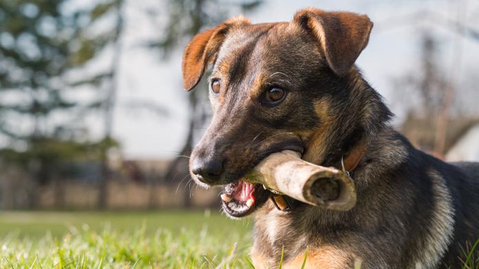Veterináři varují: Kosti pejskům nedávejte, mohou je i zabít!