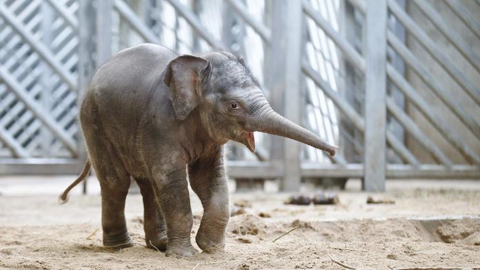 Život malého slůněte v zoo: NOVÉ fotografie