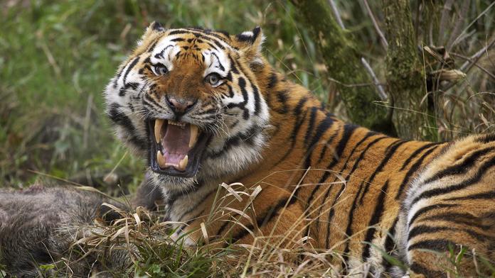 Tygr zabil v zoo ošetřovatelku (†43) a utekl z výběhu