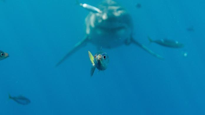 Žralok jako ve filmu Hledá se Nemo! Fotograf slaví se snímkem úspěch