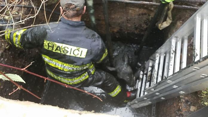 Beran uvízl v jímce, při záchrané akci za ním spadl i hasič