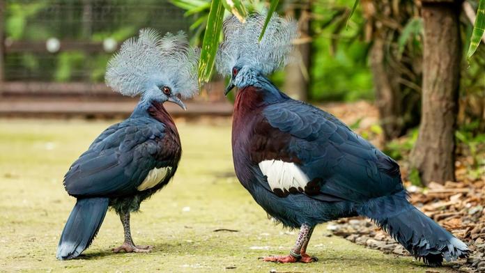 Ostravská zoo odchovala vzácné mládě. Podařilo se to úplně poprvé