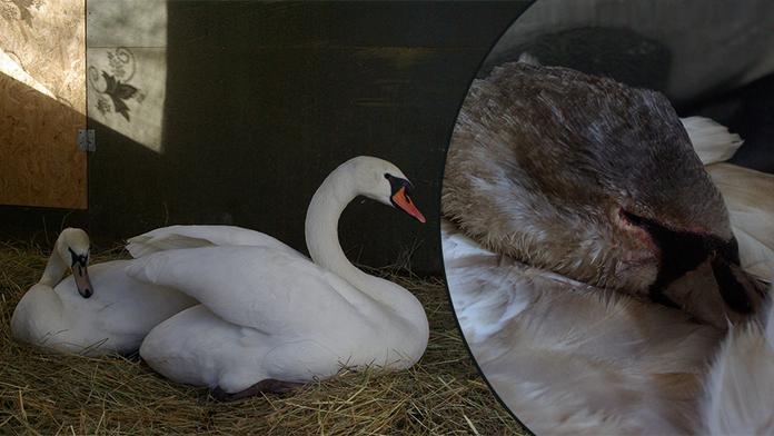 Utržené křídlo, rozbitá hlava. Labutě při ohňostrojích trpěly