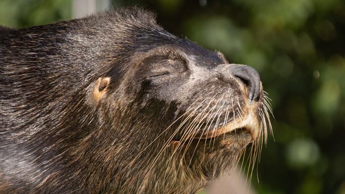 Zoo v Liberci oplakává lachtana Huga. Nejspíš ho zabila hlava panenky