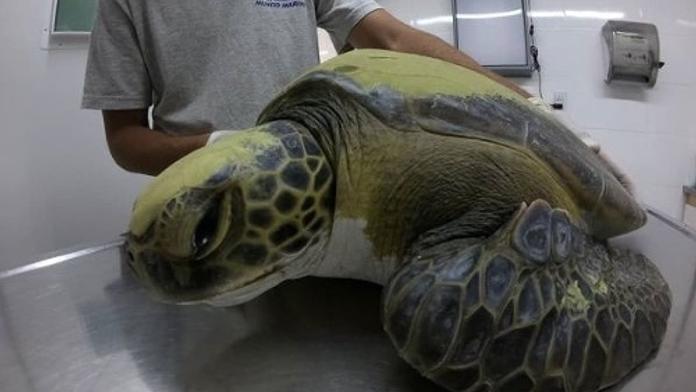 Veterináři v šoku: Žaludek želvy byl plný plastů! Přežila jen zázrakem