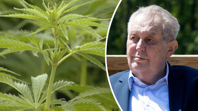 Prezident Zeman podepsal novelu, která má zlevnit a zdostupnit léčebné konopí