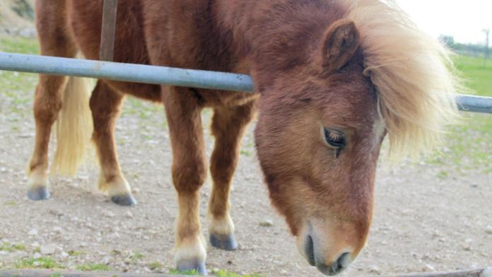 Syřan (23) se ukájel na poníkovi na farmě pro děti! Hrozí mu vězení