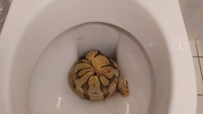 Host se nastěhoval v Praze do hotelu, na WC ho překvapila krajta královská