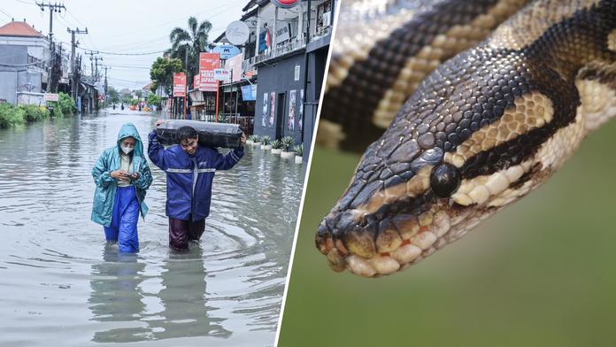 Hrůza v oblíbené turistické destinaci. Ve vodě plavou obří hadi, lidé jsou zděšení