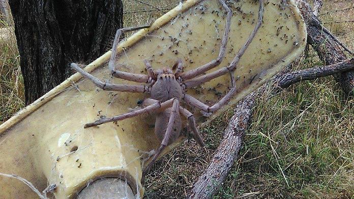 V Austrálii vyfotili děsivého obřího pavouka, je prý největší na světě!