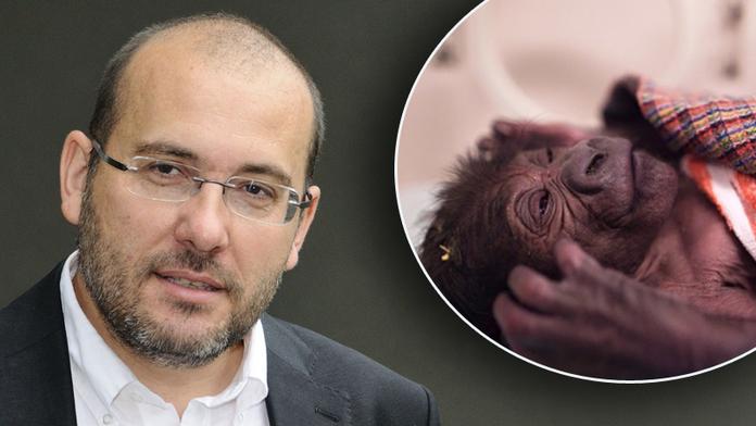 Gorilí mládě matce nevrátíme, říká ředitel zoo Bobek
