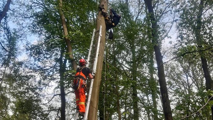 Ornitolog visel na stromě hlavou dolů i s malými datly, zachránili je hasiči