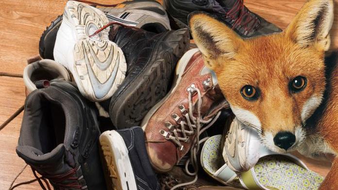 Praštěná liška! Rodině zasypává zahradu botami, krade je sousedům