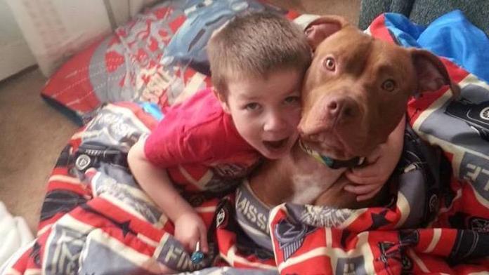 Tento pitbull je HRDINA! Zachránil život čtyřletému klukovi, který začal kolabovat