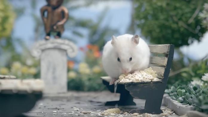 Dívka zabila křečka, aby mohla do letadla. Teď žaluje aerolinky!