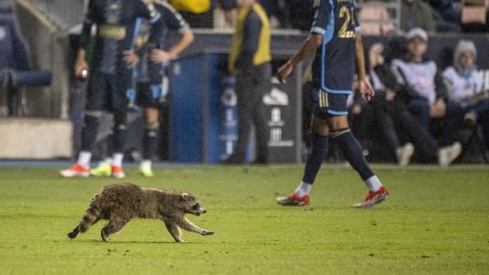 Mýval na fotbalovém hřišti během zápasu MLS