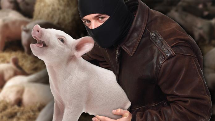 Gang na Pardubicku krade prasata! Zmizelo dalších jedenáct!