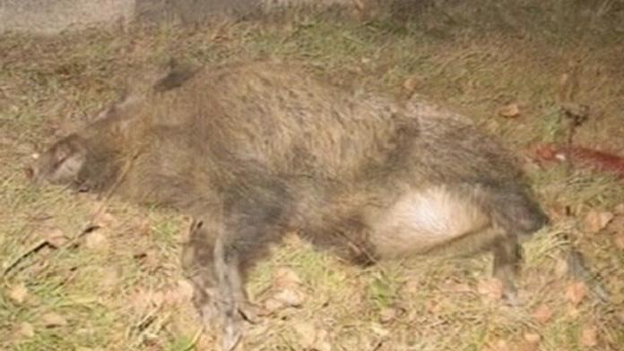 Prase zavinilo nehodu čtyř aut