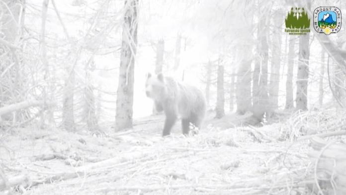 Hodně smutné foto: Medvěd si ukousal nohu z pytlácké pasti