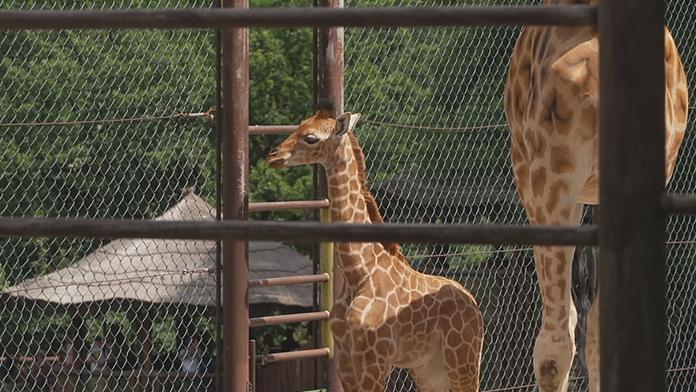 Žirafí mládě v ostravské zoo