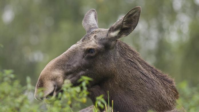 NEŠTĚSTÍ NA LOVU: Myslivec mířil na losa, trefil staříka na záchodě
