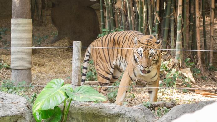 Tygr v zoo roztrhal dětského herce. Mladík hrál v několika seriálech