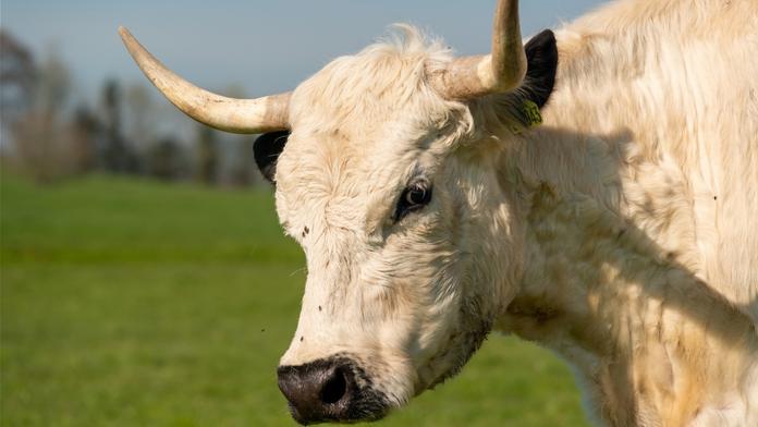 Šok při ragbyovém zápase! Hráče přímo na hřišti pronásledoval zuřící býk