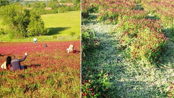 Kvůli fotkám lidé masivně ničí úrodu jetele, stěžuje si Agrární komora