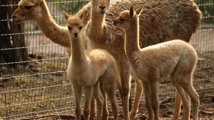 Agresivní psi rozsápali v brněnské zoo dvě mláďata lamy!