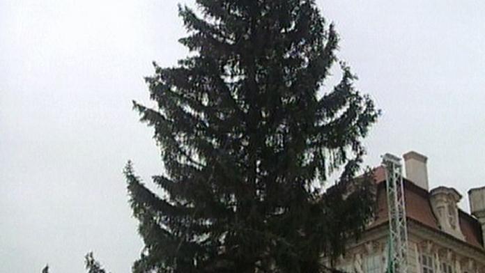Na Staroměstském náměstí je už vánoční strom