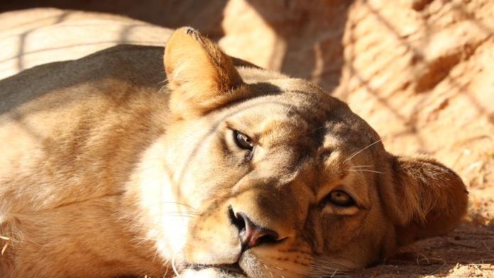 Smutná zpráva ze zoo Plzeň: Lvice Neyla týden po porodu zemřela