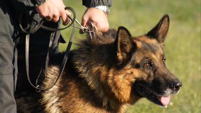 Nešťastný incident při pátrání. Policejní pes zranil malé dítě