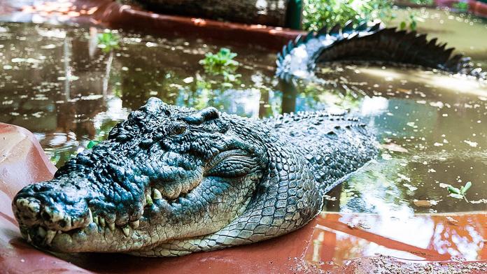 Zoo oplakává krokodýlího rekordmana. Cassiovi bylo 110 let a vážil tunu