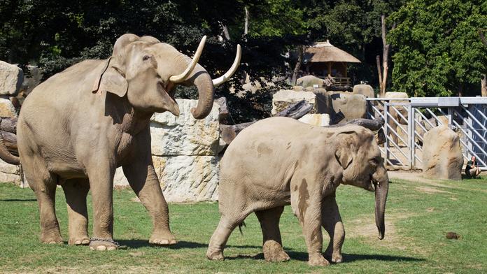 Zoo Praha: Sloní samec Mekong se stává pánem stáda