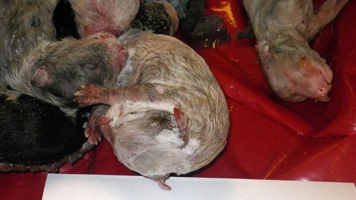 Známá chovatelka psů šokovala: Slabší štěňata vraždila v mrazáku!