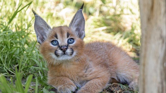 Vrchol roztomilosti v pražské zoo. Narodila se tam koťata karakalů