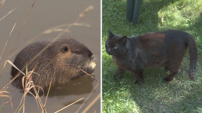 Boj o žrádlo! V Hradci Králové zakázali krmit kočky a nutrie